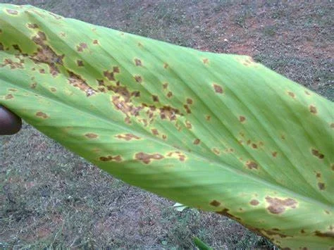 Leaf Spot